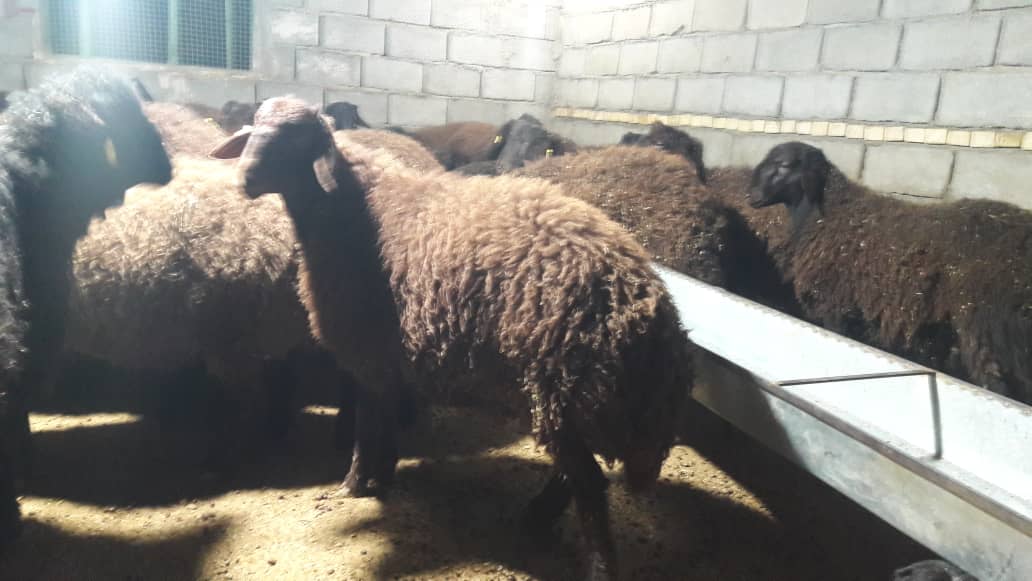 مسعود بهاری